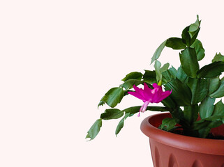 Photo a schlumberger houseplant with a flower in a pot on a light background