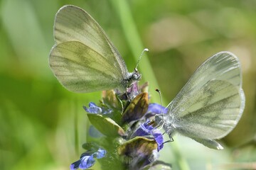 deux papillons blancs