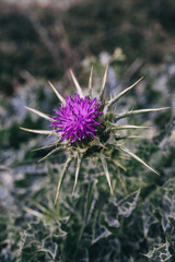 Flower in the mountains 