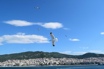 seagulls flying over the sea