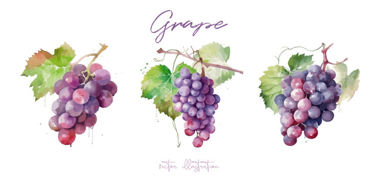 Grape, watercolor painting style illustration. Vineyard farm. Vector set.