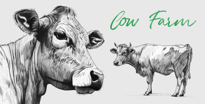 Cow, monohrome detailed pencil sketch style illustration. Cow farm. Vector poster.
