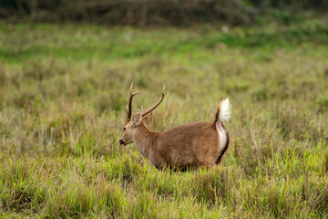 Two Hog Deers (Hyelaphus porcinus) crossing the safari track at Kaziranga National Park.