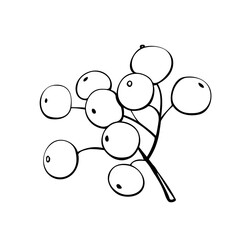 Vector small hand-drawn contour bunch of rowan berries, viburnum. Decorative design element, clip art in the form of doodles, isolated