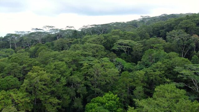 Crane shot of a jungle in a tropical country