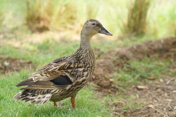 duck walking in the garden