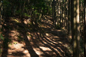 Kumano Kodo with sunlight filtering through the trees