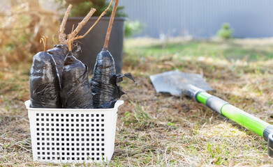 Seedlings of fruit bushes and trees in tubes, ready to plant in the garden. Preparation for planting, growing natural berries in the garden bed.
