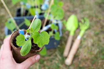 Seedlings of zucchini in peat glasses for planting on a garden bed in the spring.