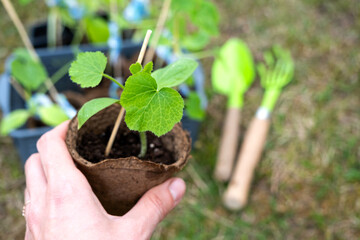 Seedlings of zucchini in peat glasses for planting on a garden bed in the spring.