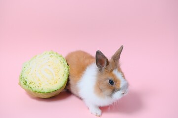 Little rabbit shot on pink background