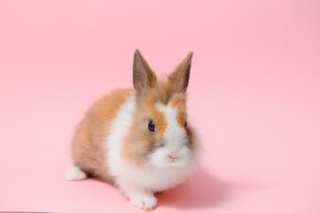 Lovely bunny easter rabbit on light pink background. beautiful lovely pets. Banner size.