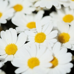 Flora of Gran Canaria -  Argyranthemum, marguerite daisy endemic to the Canary Islands