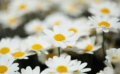 Flora of Gran Canaria -  Argyranthemum, marguerite daisy endemic to the Canary Islands