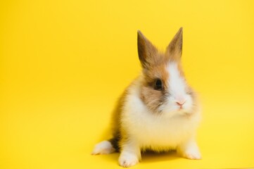 Rabbit on yellow background. Domestic animal, pet. Copyspace. Spring, Easter.