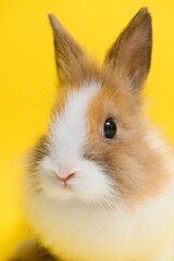 Rabbit on yellow background. Domestic animal, pet. Copyspace. Spring, Easter.