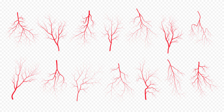 Human eye blood veins vessels silhouettes vector illustration set isolated on transparent background. Eyeballs red veins anatomical collection of human blood vessel artery health system.