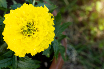 Yellow marigold seedlings are planting in the open ground in spring. Unpretentious garden flowers, flower bed and yard care