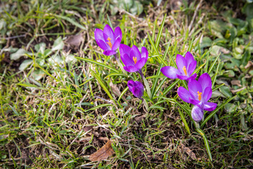 Crocus flowers. Beautiful sunny spring day. Flower growing