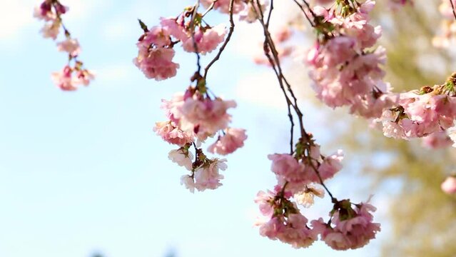 Blossom trees with pink flowers.