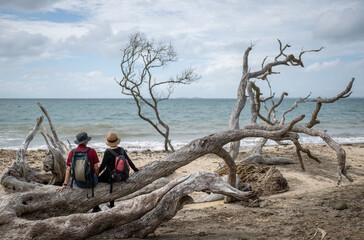 Couple holding hand, sitting on fallen tree trunk by the beach. Long Bay coastal walk. Auckland.
