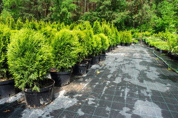 Nursery of coniferous plants in pots with a closed root for planting on your garden plot.