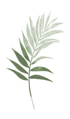 Watercolor palm leaf illustration