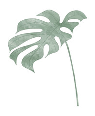 Watercolor monstera leaf illustration
