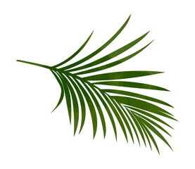 Watercolor palm leaf illustration