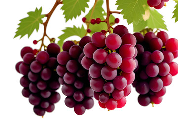 Fototapeta premium Hanging cluster of red grapes isolated on white background