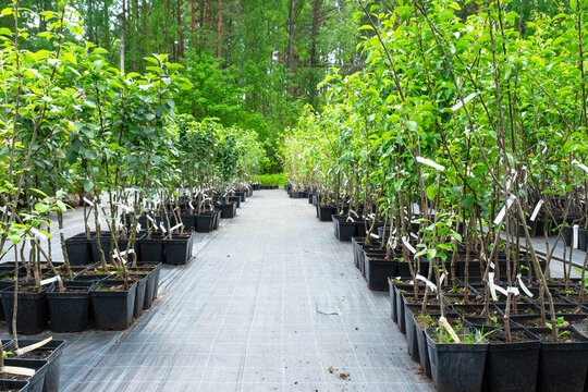 Nursery of fruit and berry trees and bushes for planting on a garden plot in the garden