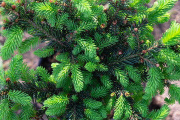 Young shoots with fresh bright green needles on spruce branches