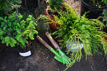 Coniferous plants in pots with a closed root for planting on your garden plot from the nursery. Gardening of a garden plot in spring