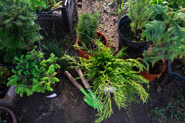 Coniferous plants in pots with a closed root for planting on your garden plot from the nursery. Gardening of a garden plot in spring