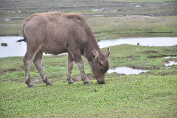 young buffalo grazing in the field