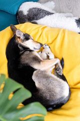Cute mixed breed dog lying on yellow bed at home falling asleep, home plants on the background
