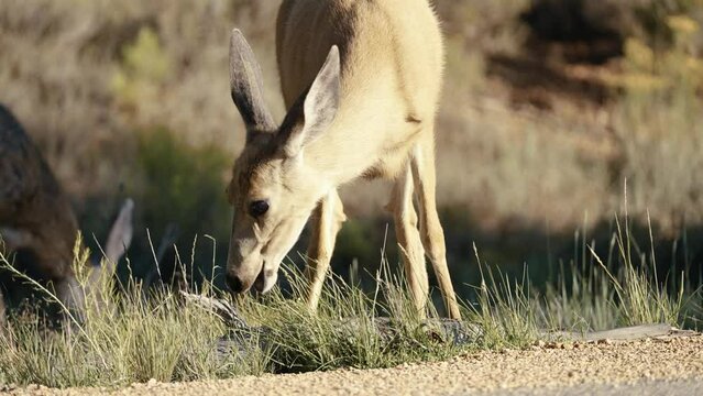 A cute fawn chomping on grass by the side of the road in California. This footage captures the beauty and innocence of this young deer in its natural habitat.

Shot in 4K with Sony A7SIII.