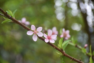 Obraz premium peach blossom in spring