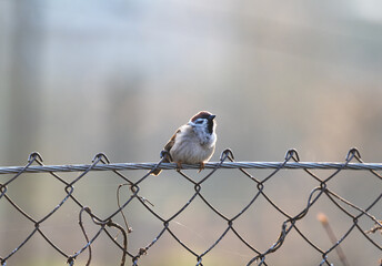 sparrow sitting on the fence