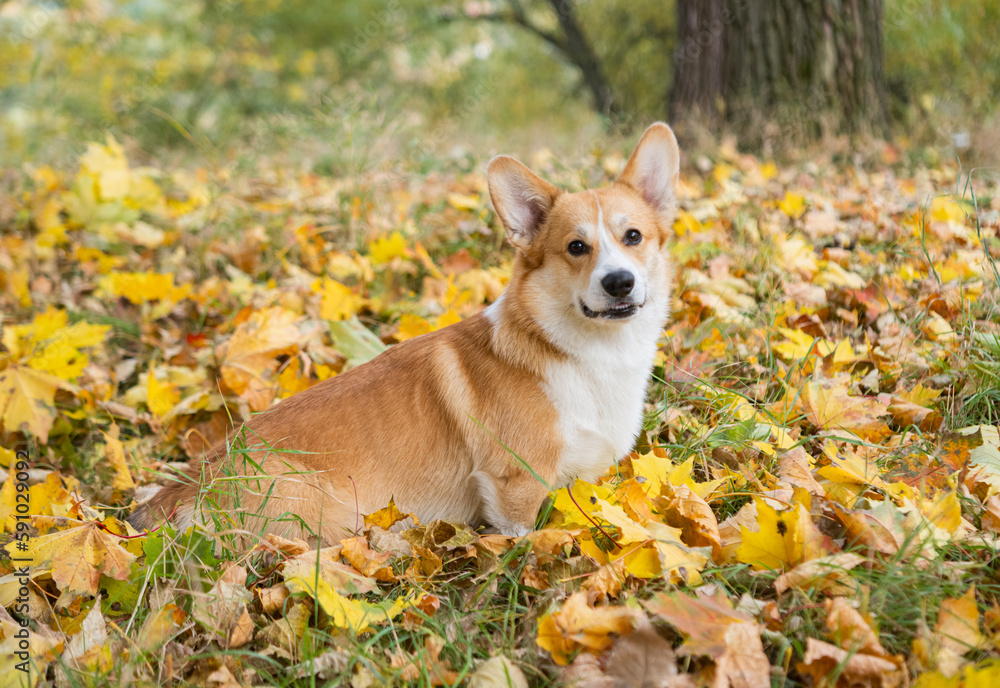 Canvas Prints corgi for a walk in the autumn park