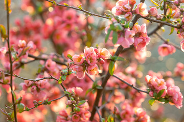 Chinese quince blooming in spring