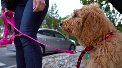Blonde woman walks her Goldendoodle dog around the neighborhood. Adult dog walks down the street on his pink leash.