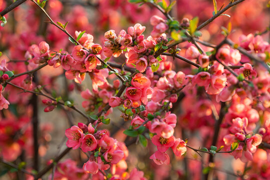 Chinese quince blooming in spring