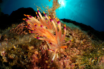 nudibranch in sea