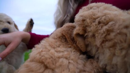 Blonde woman in jeans plays with goldendoodle puppies on a dog farm. Beautiful dogs playing with their owner. Slow motion.