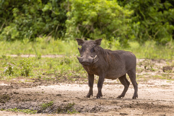 An adult warthog, Phacochoerus africanus, in the woodland of Queen Elizabeth National Park, Uganda.