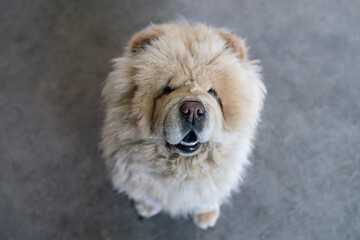 Fototapeta na wymiar Close-up portrait of chow chow dog