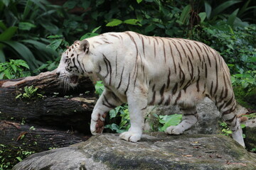 White Tiger Rare Species 