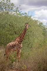 Naklejka na ściany i meble Giraffidae, Giraffa camelopardalis. Giraffe, in the savannah, taken on safari in Tsavo National Park, Kenya. Beautiful landscape