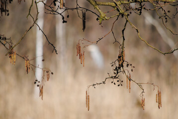 alder seeds and fruit hanging from a tree branch in early spring
